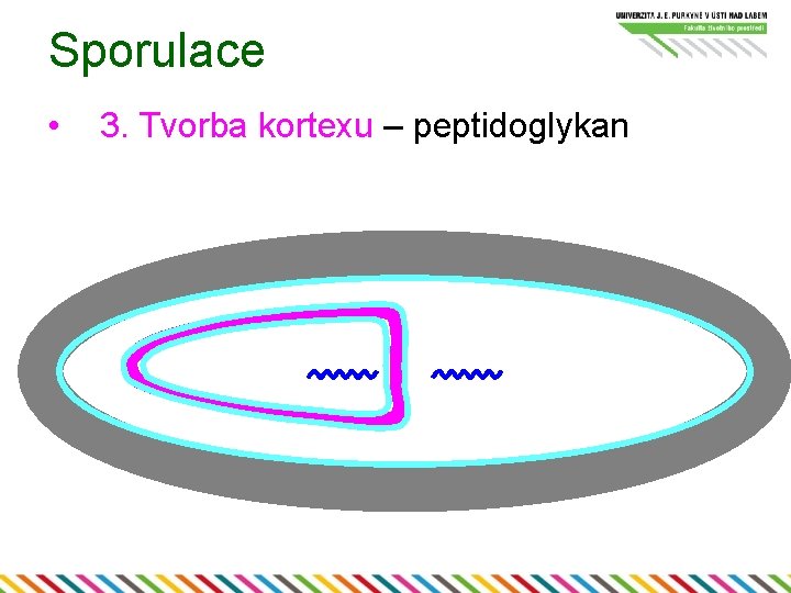 Sporulace • 3. Tvorba kortexu – peptidoglykan 