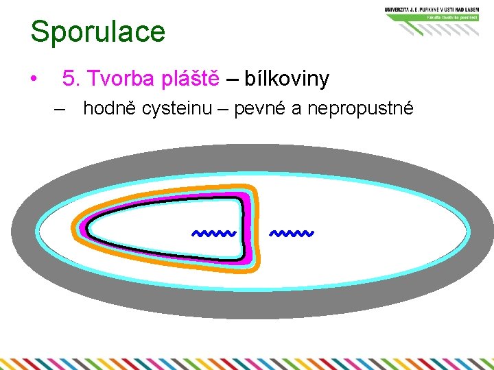 Sporulace • 5. Tvorba pláště – bílkoviny – hodně cysteinu – pevné a nepropustné