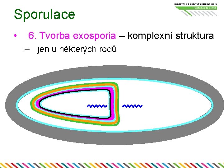 Sporulace • 6. Tvorba exosporia – komplexní struktura – jen u některých rodů 