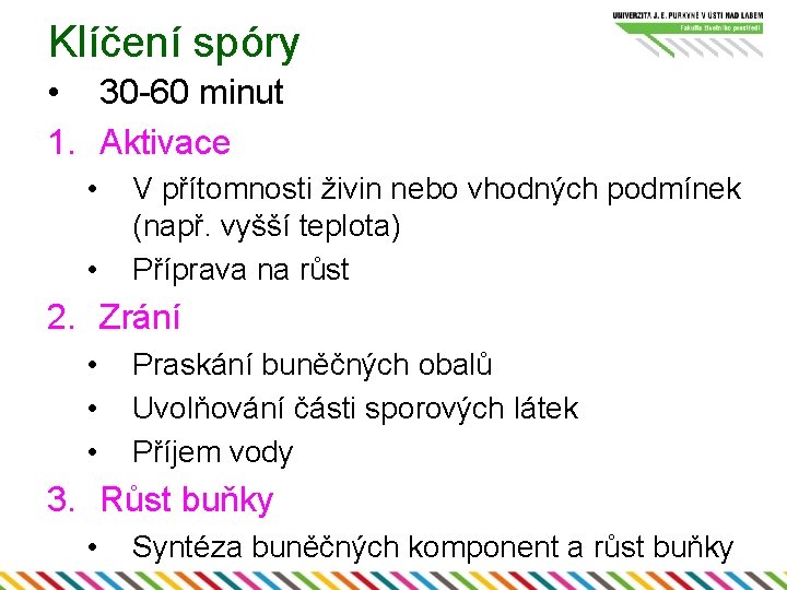 Klíčení spóry • 30 -60 minut 1. Aktivace • • V přítomnosti živin nebo