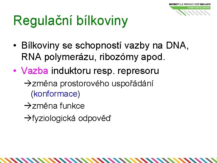 Regulační bílkoviny • Bílkoviny se schopností vazby na DNA, RNA polymerázu, ribozómy apod. •