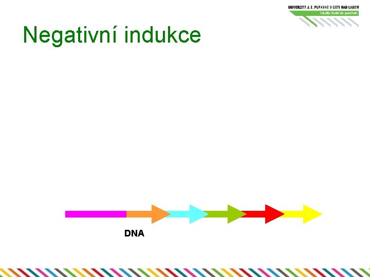 Negativní indukce DNA 