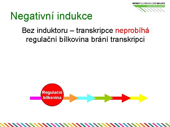 Negativní indukce Bez induktoru – transkripce neprobíhá regulační bílkovina brání transkripci Regulační bílkovina 