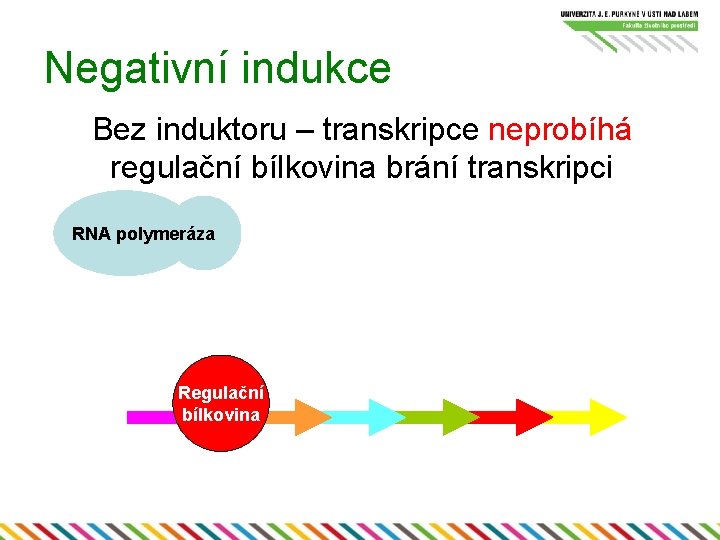 Negativní indukce Bez induktoru – transkripce neprobíhá regulační bílkovina brání transkripci RNA polymeráza Regulační