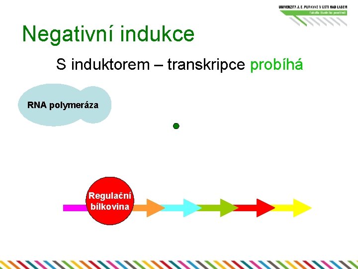 Negativní indukce S induktorem – transkripce probíhá RNA polymeráza Regulační bílkovina 