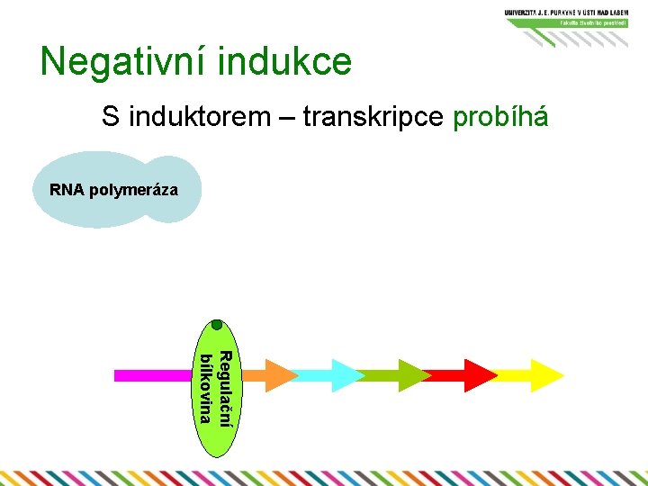 Negativní indukce S induktorem – transkripce probíhá RNA polymeráza Regulační bílkovina 