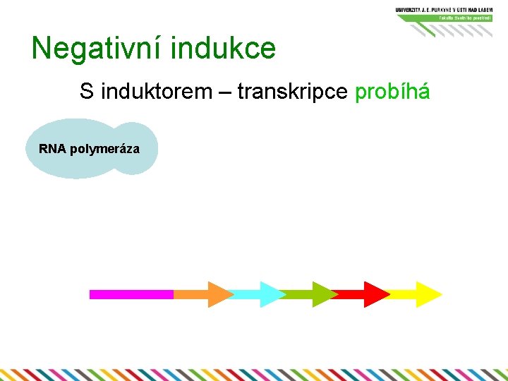 Negativní indukce S induktorem – transkripce probíhá RNA polymeráza 