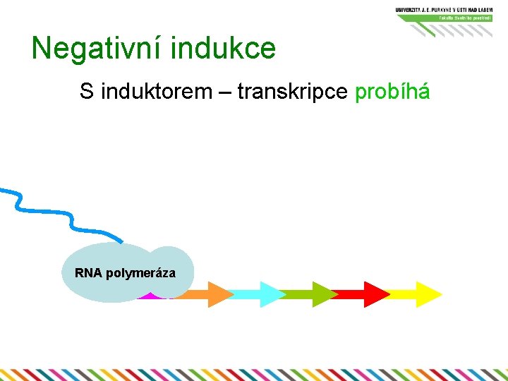 Negativní indukce S induktorem – transkripce probíhá RNA polymeráza 