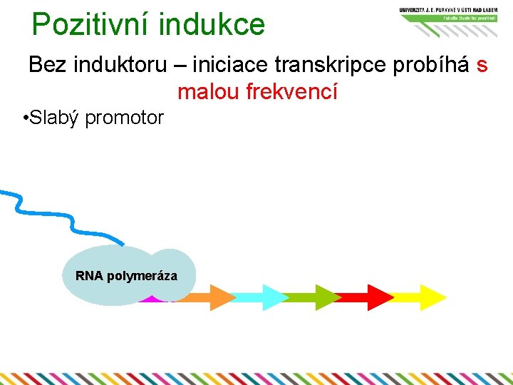 Pozitivní indukce Bez induktoru – iniciace transkripce probíhá s malou frekvencí • Slabý promotor