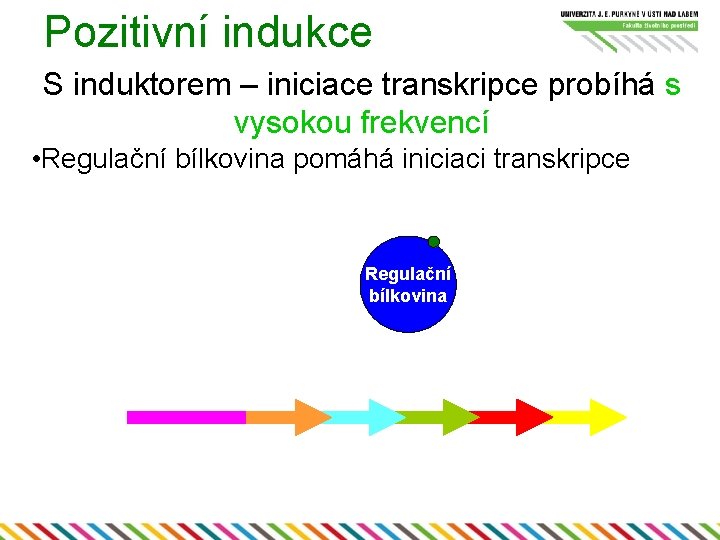 Pozitivní indukce S induktorem – iniciace transkripce probíhá s vysokou frekvencí • Regulační bílkovina