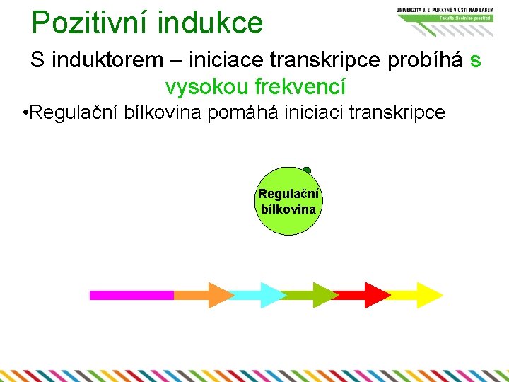 Pozitivní indukce S induktorem – iniciace transkripce probíhá s vysokou frekvencí • Regulační bílkovina