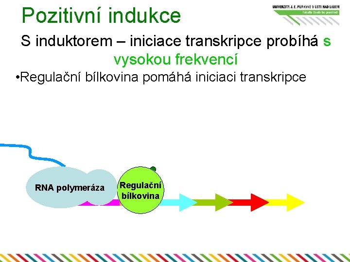 Pozitivní indukce S induktorem – iniciace transkripce probíhá s vysokou frekvencí • Regulační bílkovina