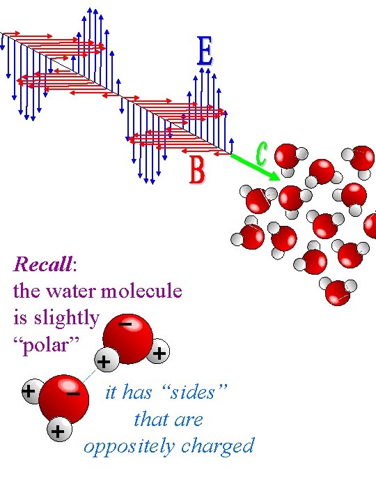 Recall: the water molecule is slightly “polar” + + + - it has “sides”