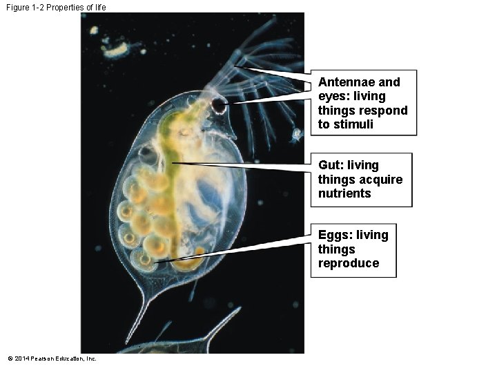 Figure 1 -2 Properties of life Antennae and eyes: living things respond to stimuli