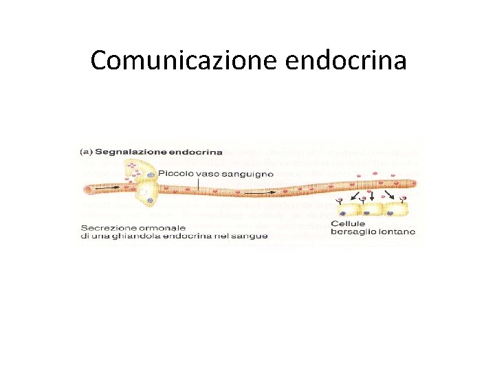 Comunicazione endocrina 