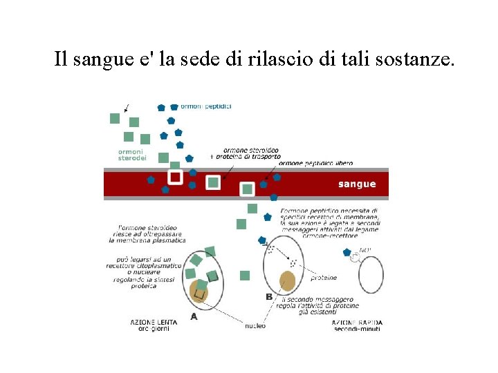 Il sangue e' la sede di rilascio di tali sostanze. 