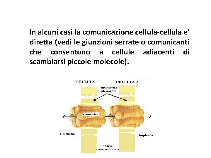 In alcuni casi la comunicazione cellula-cellula e' diretta (vedi le giunzioni serrate o comunicanti