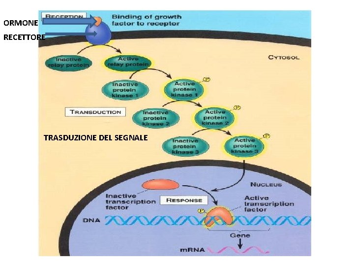 ORMONE RECETTORE TRASDUZIONE DEL SEGNALE 