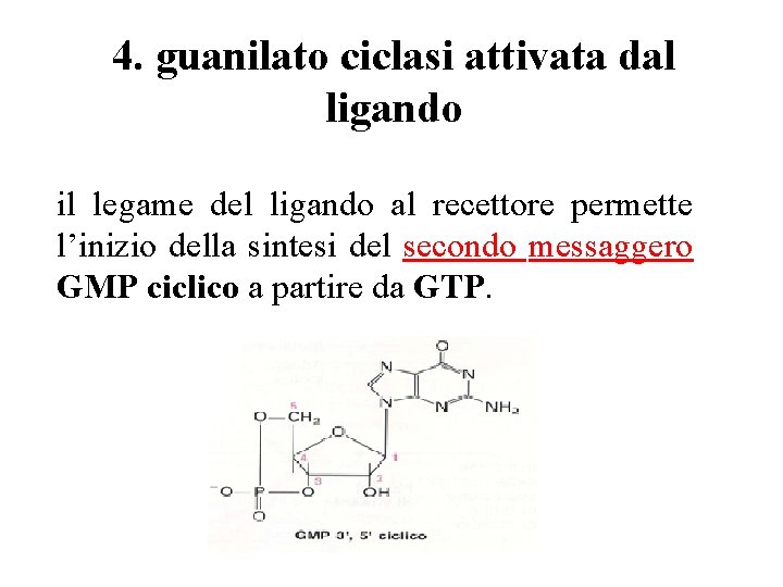 4. guanilato ciclasi attivata dal ligando il legame del ligando al recettore permette l’inizio