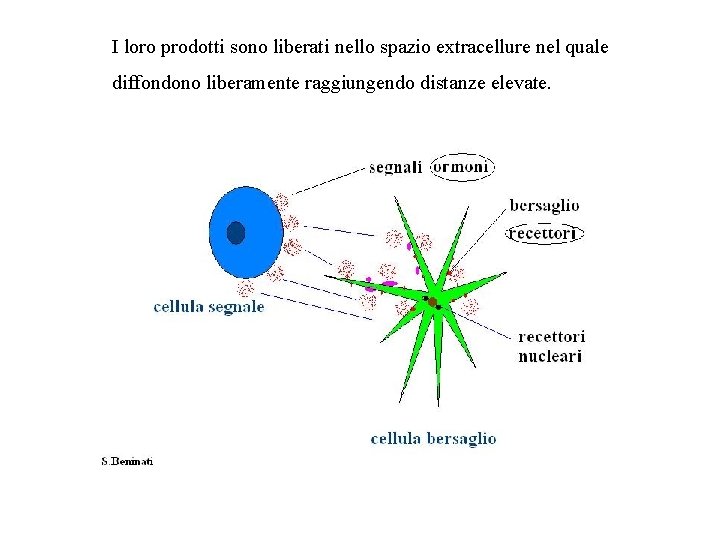 I loro prodotti sono liberati nello spazio extracellure nel quale diffondono liberamente raggiungendo distanze