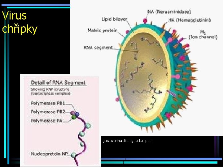 Virus chřipky gustavorinaldi. blog. lastampa. it 