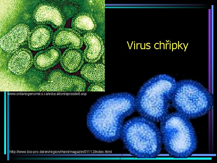 Virus chřipky www. ontariogenomics. ca/education/episode 6. asp http: //www. bio-pro. de/en/region/rhein/magazin/01112/index. html 