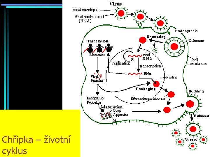 Chřipka – životní cyklus 