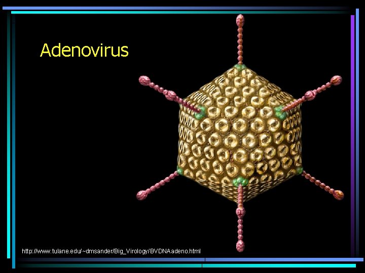 Adenovirus http: //www. tulane. edu/~dmsander/Big_Virology/BVDNAadeno. html 