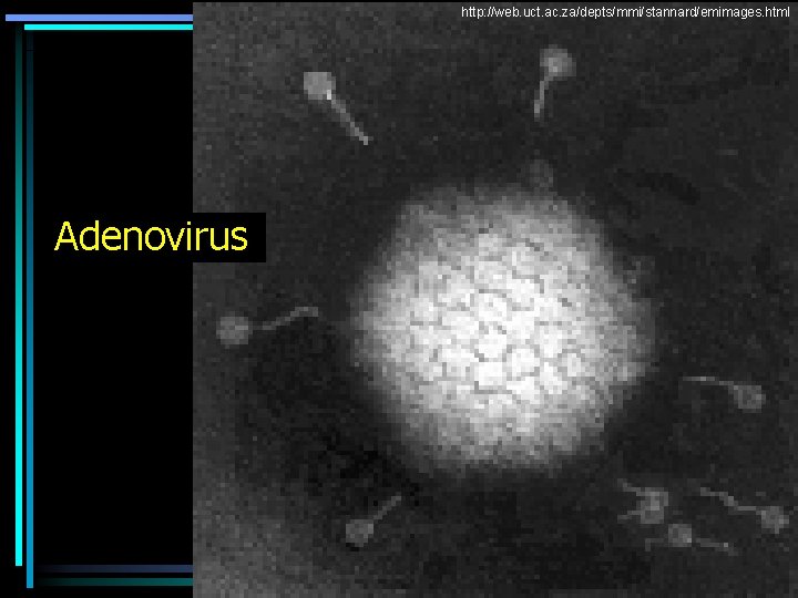 http: //web. uct. ac. za/depts/mmi/stannard/emimages. html Adenovirus 