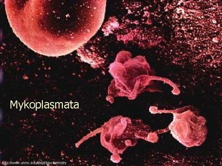Mykoplasmata http: //www. unmc. edu/dept/biochemistry 