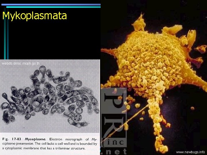 Mykoplasmata webdb. dmsc. moph. go. th www. newbugs. info 
