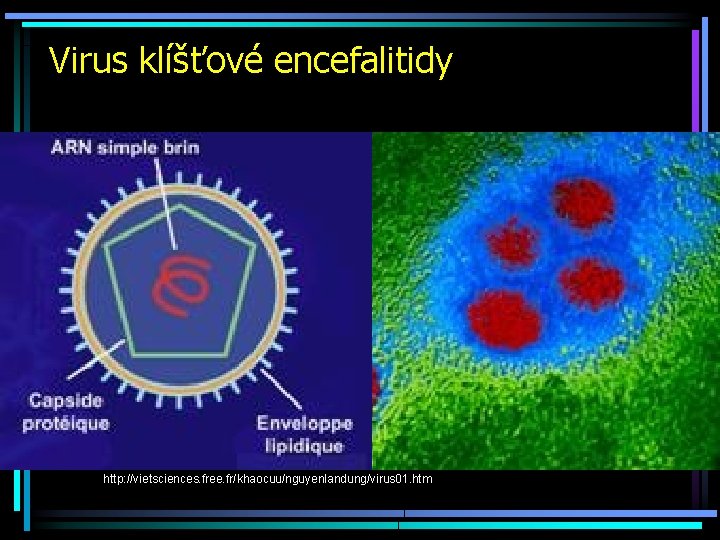 Virus klíšťové encefalitidy http: //vietsciences. free. fr/khaocuu/nguyenlandung/virus 01. htm 