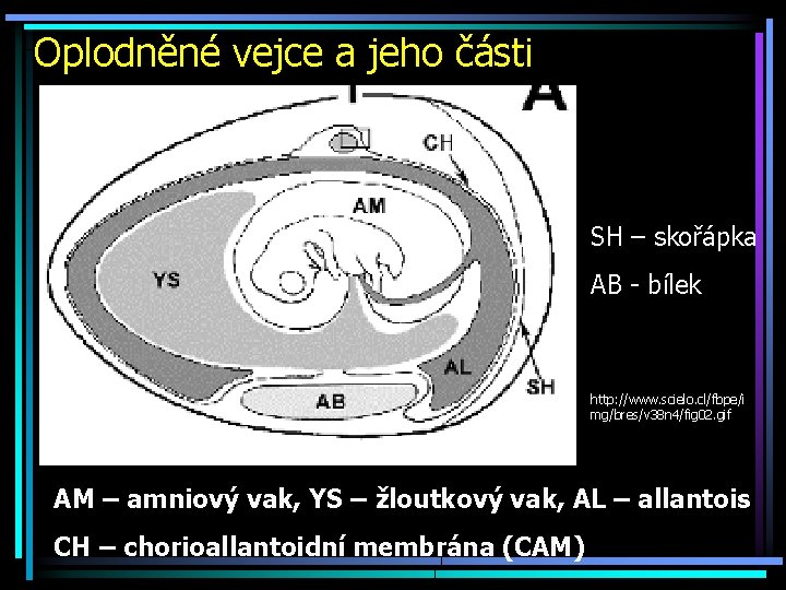 Oplodněné vejce a jeho části SH – skořápka AB - bílek http: //www. scielo.