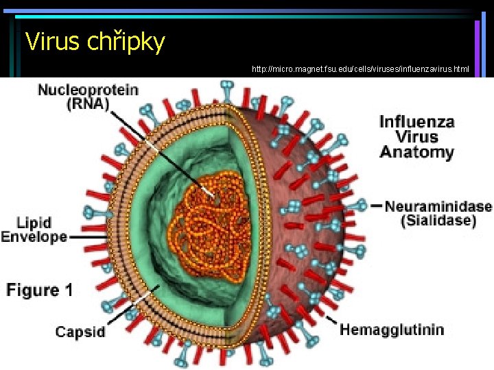 Virus chřipky http: //micro. magnet. fsu. edu/cells/viruses/influenzavirus. html 