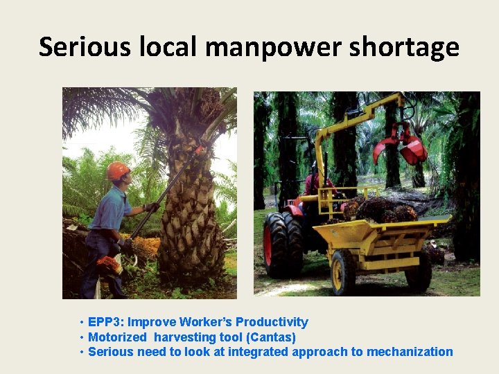 Serious local manpower shortage • EPP 3: Improve Worker’s Productivity • Motorized harvesting tool
