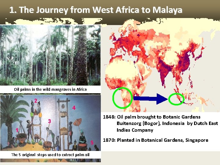 1. The Journey from West Africa to Malaya Oil palms in the wild mangroves