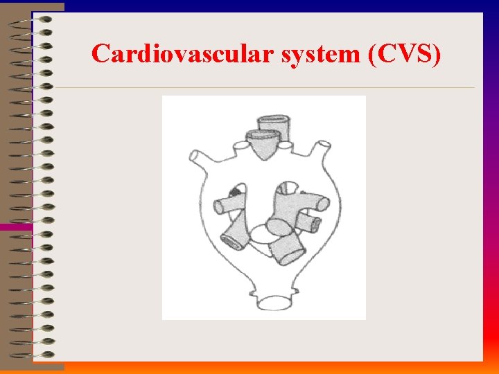 Cardiovascular system (CVS) 