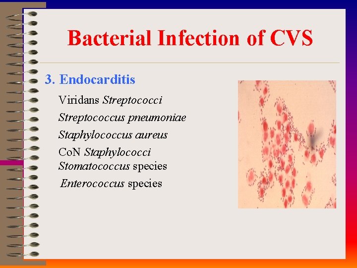 Bacterial Infection of CVS 3. Endocarditis Viridans Streptococci Streptococcus pneumoniae Staphylococcus aureus Co. N