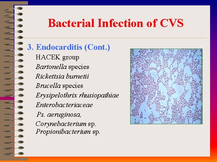 Bacterial Infection of CVS 3. Endocarditis (Cont. ) HACEK group Bartonella species Rickettsia burnetii