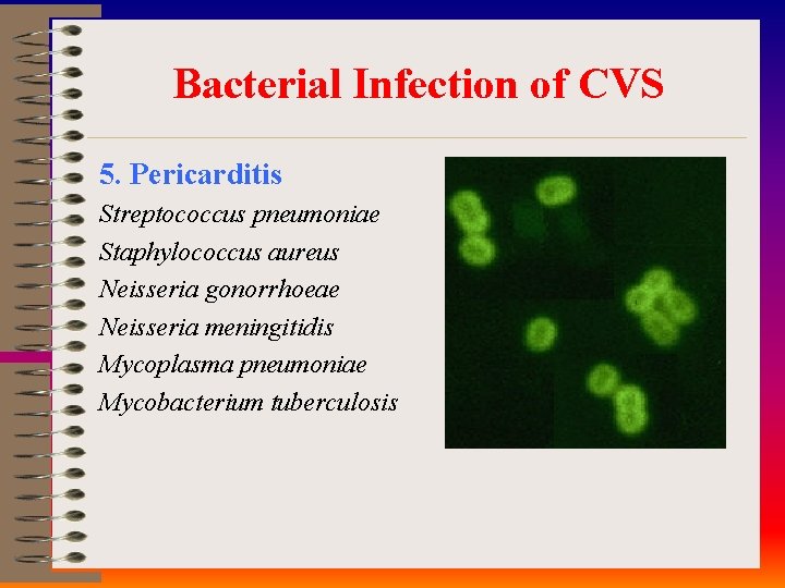 Bacterial Infection of CVS 5. Pericarditis Streptococcus pneumoniae Staphylococcus aureus Neisseria gonorrhoeae Neisseria meningitidis