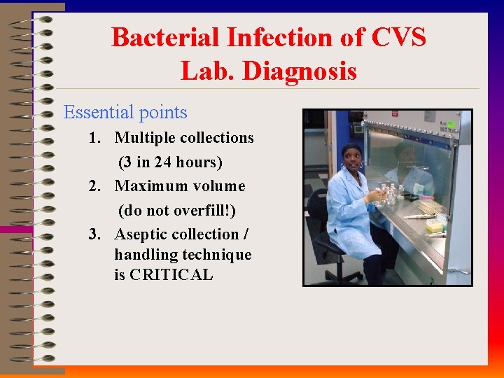 Bacterial Infection of CVS Lab. Diagnosis Essential points 1. Multiple collections (3 in 24