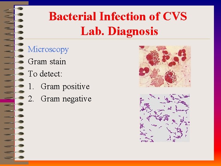 Bacterial Infection of CVS Lab. Diagnosis Microscopy Gram stain To detect: 1. Gram positive