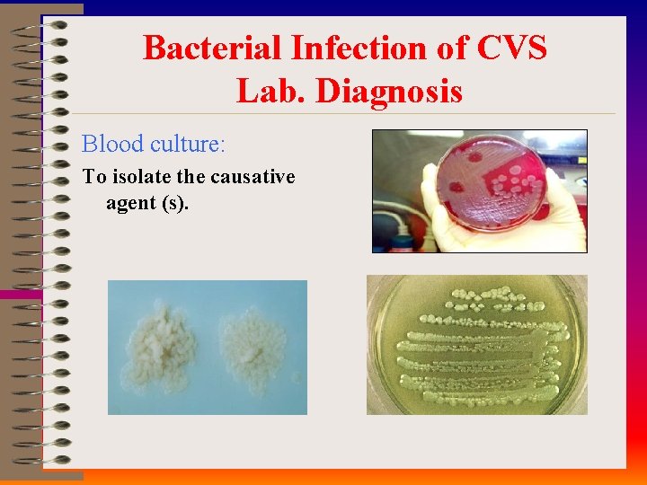 Bacterial Infection of CVS Lab. Diagnosis Blood culture: To isolate the causative agent (s).