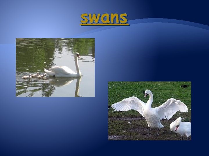 swans 