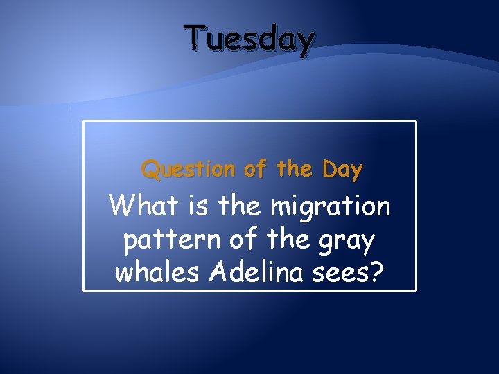 Tuesday Question of the Day What is the migration pattern of the gray whales