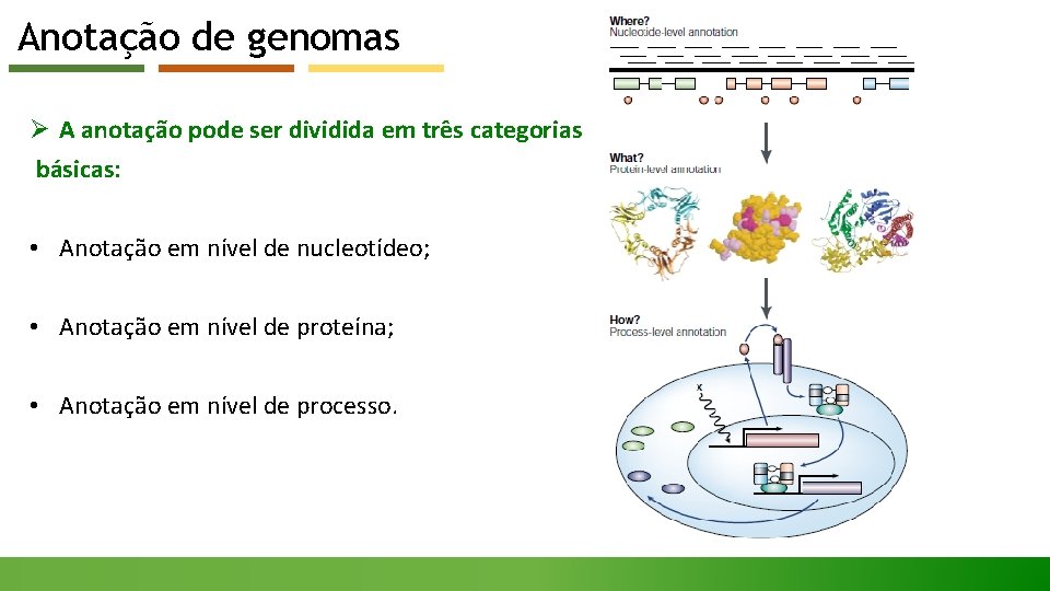 Anotação de genomas Ø A anotação pode ser dividida em três categorias básicas: •