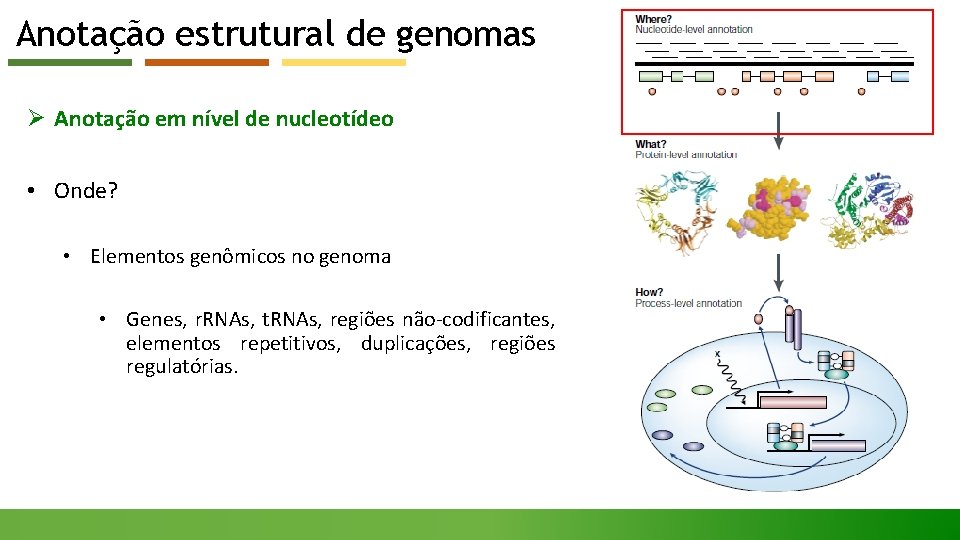 Anotação estrutural de genomas Ø Anotação em nível de nucleotídeo • Onde? • Elementos