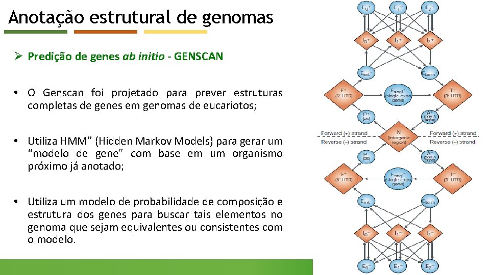 Anotação estrutural de genomas Ø Predição de genes ab initio - GENSCAN • O