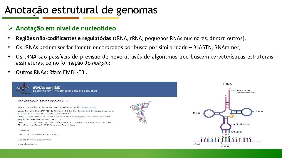 Anotação estrutural de genomas Ø Anotação em nível de nucleotídeo • Regiões não-codificantes e