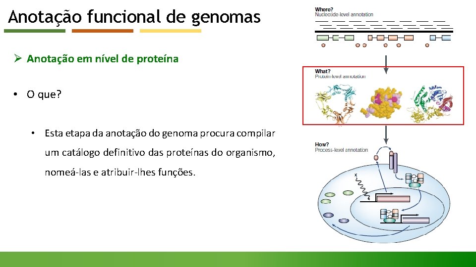 Anotação funcional de genomas Ø Anotação em nível de proteína • O que? •